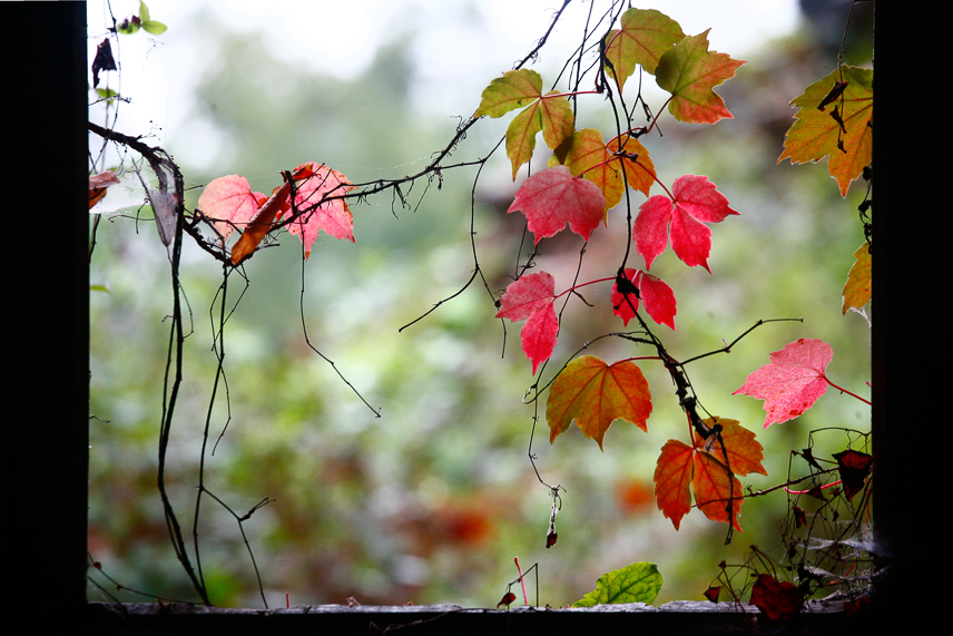 Autum (Aspect ratio 1,50x1)