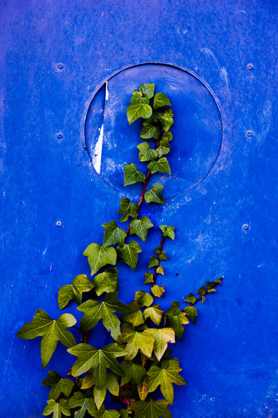 Ivy on Nautilus hull (Aspect ratio 1x1,50)